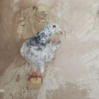 جفت سارسرور کاکلی