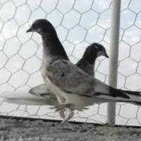 جوجه کبوتر