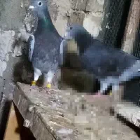 کفتر چاپی پلاکی مسافتی المانی صید