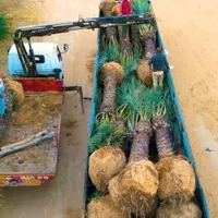 ارسال پالم ارسال نخل پروژه ای