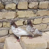 کفتر پرشی بشرط