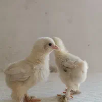 جوجه برهما لایت گرید A