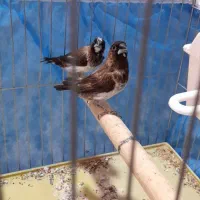 یک جفت فنچ بنگالی سالم و سرحال