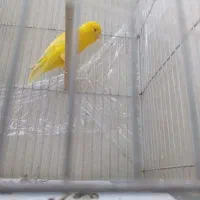 قناری رسمی بلند تازه صاف کرده