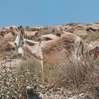الاغ نر