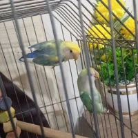 یه جفت طوطی برزیلی سلامت