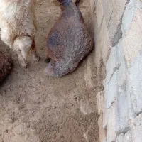 گوسفند آبستن