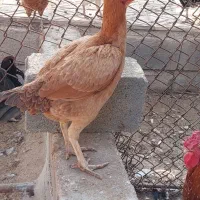 فروش مرغ و خروس لاری