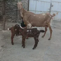یک راس بز پاکستانی سقلوزا گلابی. میش .بره .بز