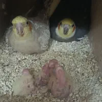 جفت عروس مولد با ۴تا جوجه