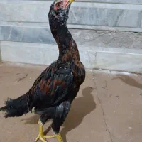 جوجه مرغ و خروس لاری اصیل