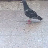 کبوتر