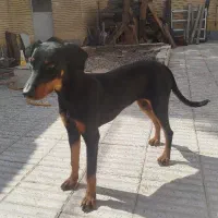 سگ دوبرمن ماده