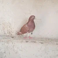 کبوتر