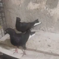 جوجه
