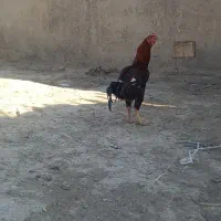 دو عدد خروس محلی