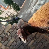 گوسفند جوان