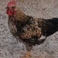 خروس ۴ماهه