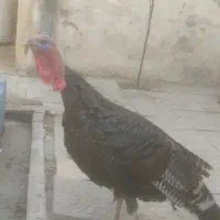 فروش بوقامون‌نر جوان . طلا