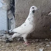 تعدادی کبوتر