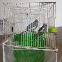 دوجفت عروس هلندی