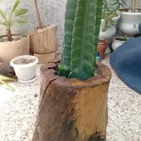 کاکتوس با گلدون چوبی