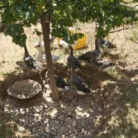 تعداد ۸ عدد غاز و ۳ عدد کبوتر