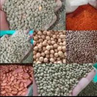 پخش انواع حبوبات بصورت عمده و خورده