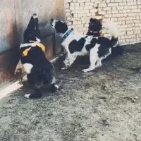 نراله نگهبان سفت