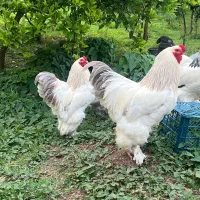 فروش یک خروس برهما لایت