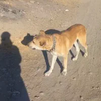 سگ گله به شرط فروشی سن ۲سال