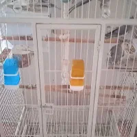 عروس هلندی با قفس بزرگ