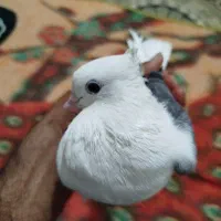 کبوتر