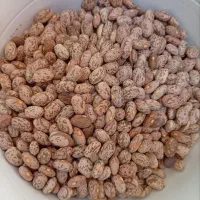 لوبیاچیتی
