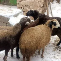 میش وبره|حیوانات مزرعه|کرفتو, |دیوار