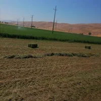 یونجه مرغوب و تمیز