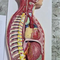 مولاژ اعضا بدن بیش از 20 مدل برند صنایع آموزشی
