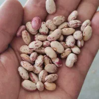 لوبیا چیتی تمیز و دانه درشت
