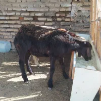 گوسفند،توقلی