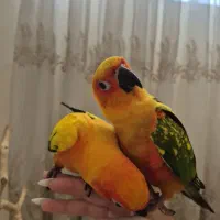 یک جفت طوطی خورشیدی جوان