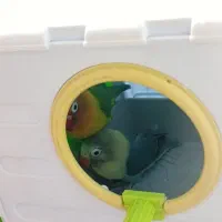 طوطی برزیلی