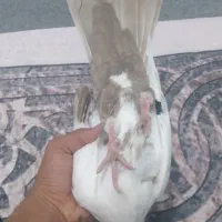 کفتر
