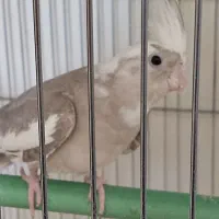 عروس هلندی ماده