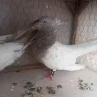 کفتر نروماد کله الماسی