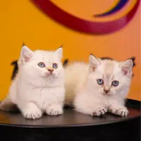 شهر بریتیش سیلور چشم آبی