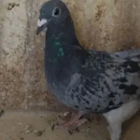 کفتر|پرنده|بیرجند, |دیوار