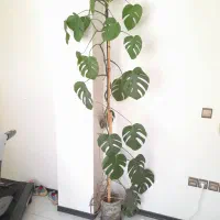 گل انجیری سه متر ارتفاع شاداب و سبز