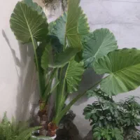 گل بابا ادم