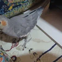 عروس هلندی سخنگو