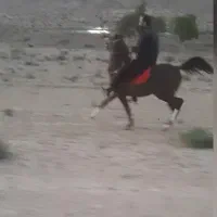 نریان کرند